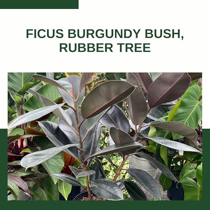 Eureka Farms Ficus Burgundy Bush – Live Rubber Tree Plant, Low Maintenance Indoor Tropical Houseplant with Rich Red & Green Foliage, Perfect for Home & Office Decor