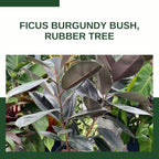 Eureka Farms Ficus Burgundy Bush – Live Rubber Tree Plant, Low Maintenance Indoor Tropical Houseplant with Rich Red & Green Foliage, Perfect for Home & Office Decor