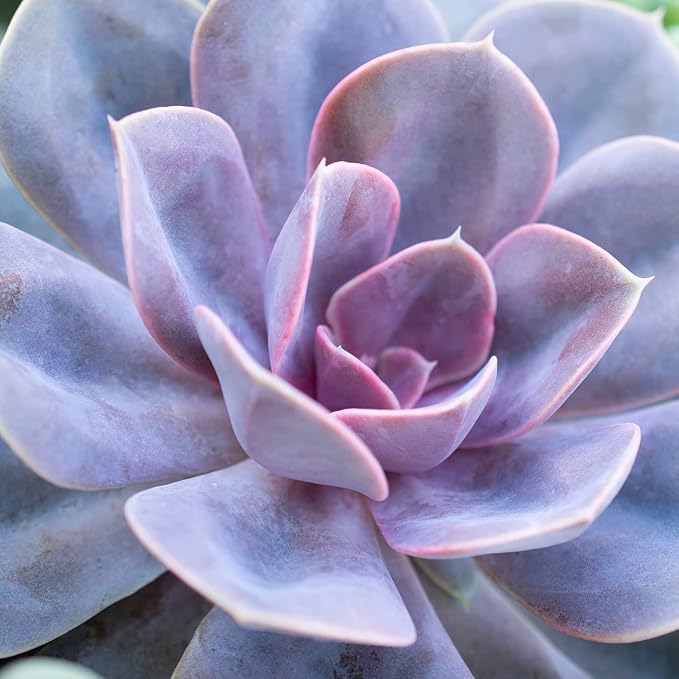 Altman Plants, Perle Von Echeveria Succulent Plants Live Succulents Plants Live with Pot, Live Indoor Plants Live Houseplants Live Indoor House Plants Indoors Live Plants Outdoor Plants Live Plant Pot