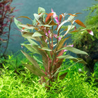 SubstrateSource Live Plant - Alternanthera Reineckii 'Mini' Red Stem Tissue Culture Aquatic Live Aquarium Plant - 100% Snail Free in Vitro Cup (AR Mini)