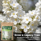 White Japanese Lilac Tree Seeds - 100 Non-GMO Heirloom Seeds for Planting, Fragrant Flowering Tree for Pollinator Gardens, Landscaping & Privacy Screens, USDA Zones 3-7
