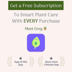 American Plant Exchange English Ivy – Live 4-Inch Potted Trailing Vine, Fast-Growing Air-Purifying Houseplant, Easy-Care Indoor & Outdoor Climbing Ivy for Hanging Baskets