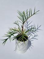 Philodendron Tortum Live Plant | Ships from CA | Available in Modern White Self-Watering Planter | Air Purifying & Pet-Friendly (+ Moden White Self-Watering Planter, Small Plant)