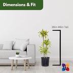 Dracaena Lemon Lime Live Plant Low Light Tropical Indoor Tree Easy Care Air Purifier Plant for Office and Home Decor (Plant Pot, Large (38-48 inches Tall), Dracaena Lemon Lime)