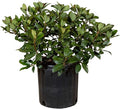 Snow White Indian Hawthorn (2.5 Gallon) White Blooming Evergreen Shrub - Full Sun Live Outdoor Plant