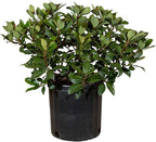 Snow White Indian Hawthorn (2.5 Gallon) White Blooming Evergreen Shrub - Full Sun Live Outdoor Plant