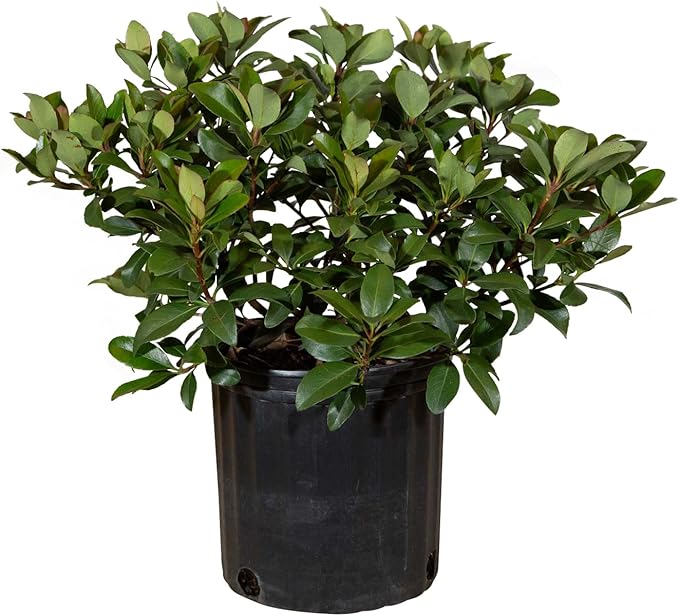 Snow White Indian Hawthorn (2.5 Gallon) White Blooming Evergreen Shrub - Full Sun Live Outdoor Plant