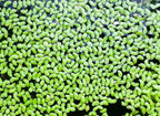 Duckweed(Lemna Minor,duckweeds, Water Lentils, or Water Lenses,Aquarium Live Floating.) (1, 2"x2")