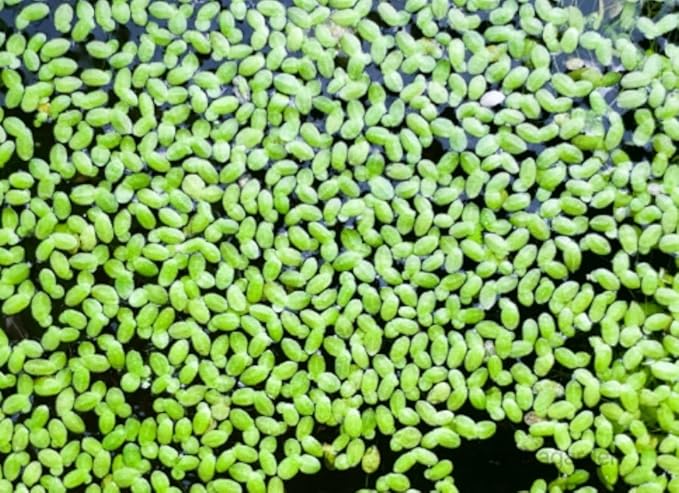 Duckweed(Lemna Minor,duckweeds, Water Lentils, or Water Lenses,Aquarium Live Floating.) (1, 2"x2")