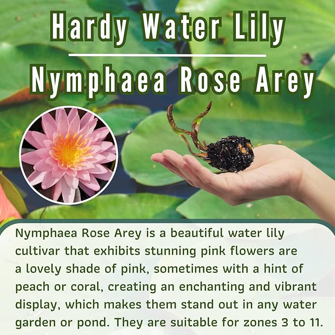 Mainam Mixed Colorful Hardy Water Lily Tuber Live Aquarium Plant for Freshwater Fish Pond Balcony Buy 2 GET Fertilizer Free (Pink Nymphaea Rose Arey)