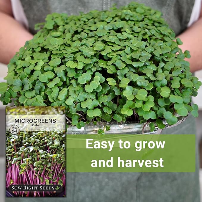 Sow Right Seeds - Red Kale Microgreen Seed for Growing - Instructions to Grow Your Own Delicious and Healthy Microgreens - Plant Indoors with no Special Equipment - Super Easy Superfood Sprouts