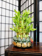 Athena’s Garden Lucky Bamboo Indoor Live Plant 3 Tier Tower Fresh Plant in Ceramic Planter (Flower Frog)
