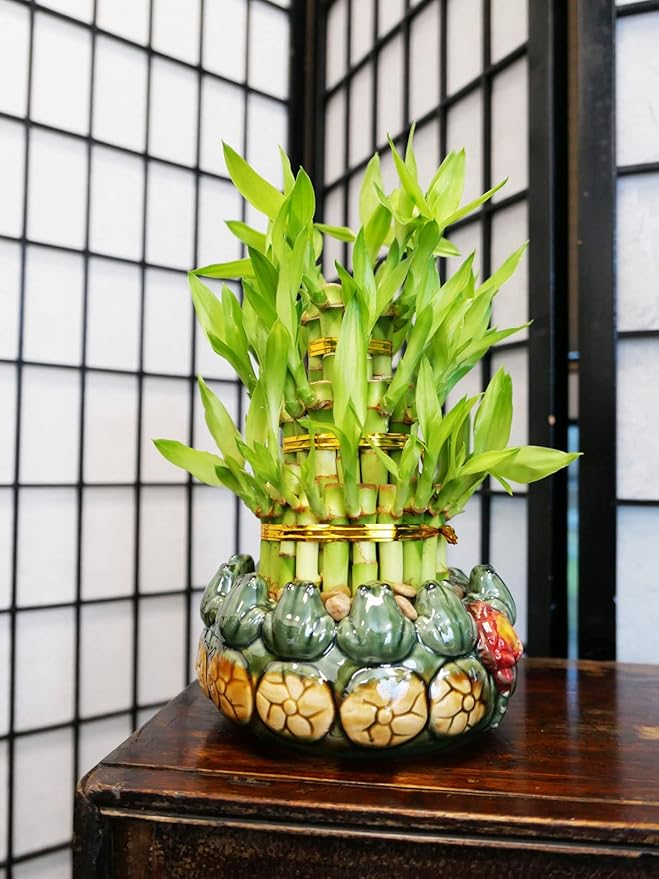 Athena’s Garden Lucky Bamboo Indoor Live Plant 3 Tier Tower Fresh Plant in Ceramic Planter (Flower Frog)