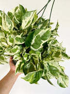 RedCrocus Pearls and Jade Pothos- Indoor Plant with Variegated Green and White Foliage, Air-Purifying, Easy Care, Pet Warning, Hanging & Wall Garden Suitable 8" Hanging Basket