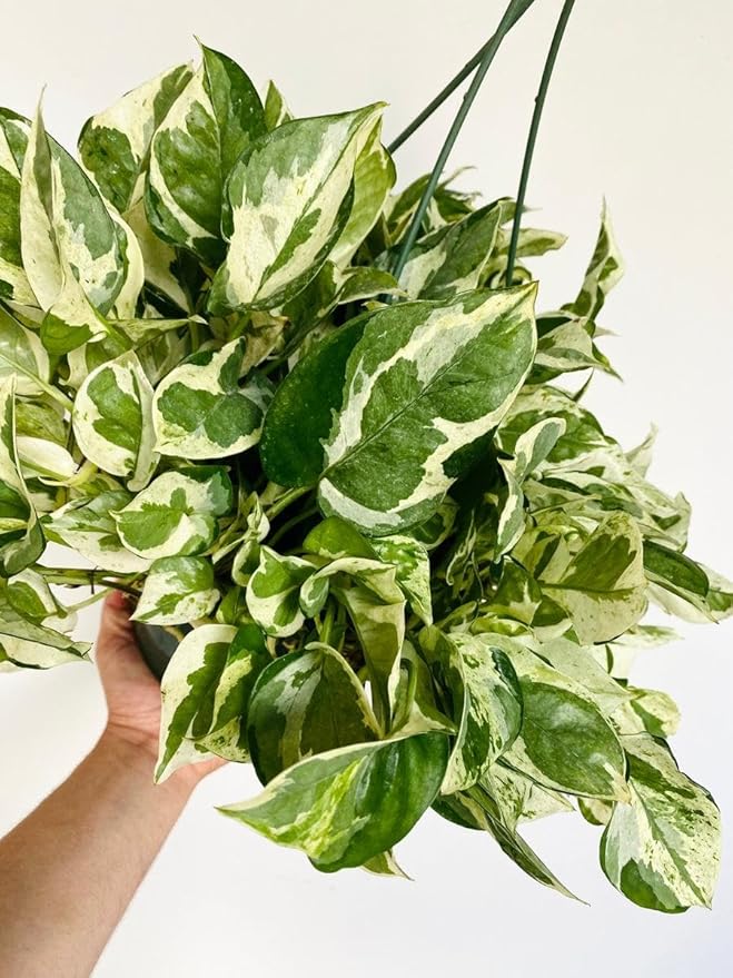 RedCrocus Pearls and Jade Pothos- Indoor Plant with Variegated Green and White Foliage, Air-Purifying, Easy Care, Pet Warning, Hanging & Wall Garden Suitable 8" Hanging Basket