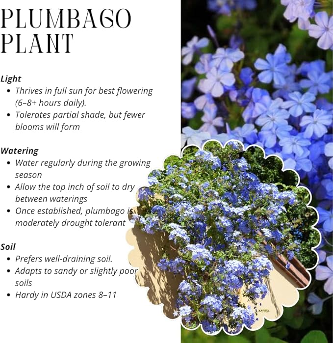 3 Blue Plumbago Plants Live, 4-7 Inches Tall, Tropical Flowering Shrub for Garden or Containers