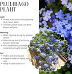 3 Blue Plumbago Plants Live, 4-7 Inches Tall, Tropical Flowering Shrub for Garden or Containers