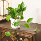 Pothos Golden (4 inch) - Lucky Houseplants - 4/6 inch Unique Live Decorative Houseplants - Easy to Care Indoor Plants, Perfect for Office, Home & Feng Shui Decor