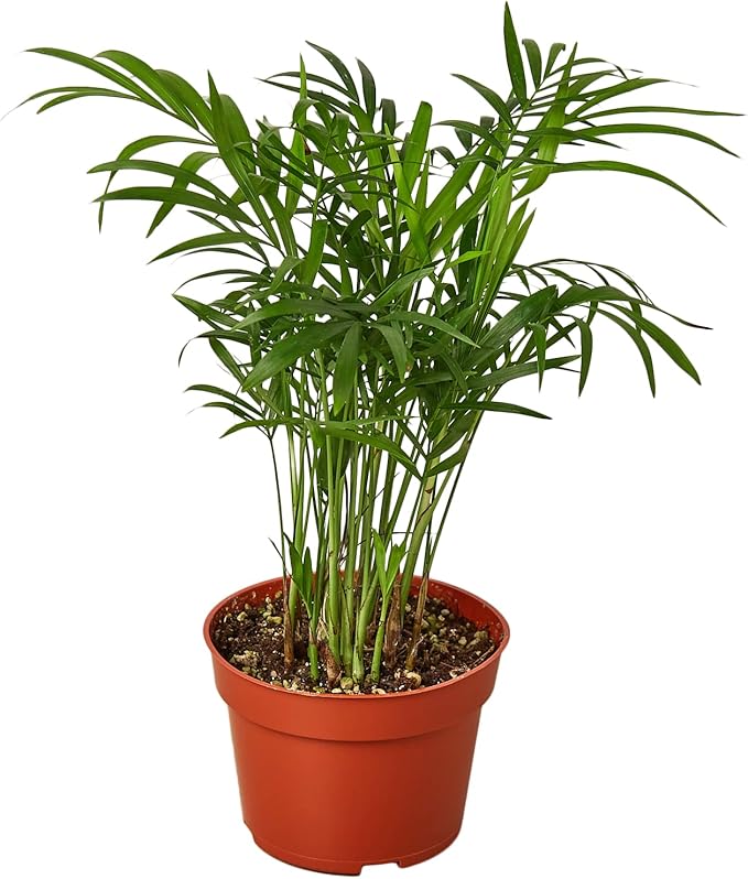 Parlor Palm Live Indoor Plant | Neanthebella Live Plant | Air Purifying Plant | Ship from CA in Nursey Pot | PET Friendly (Medium Plant, 4" Pot)