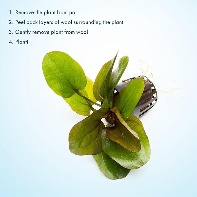 SubstrateSource Echinodorus Reni Sword Live Plant for Freshwater Aquariums, Natural Fish Tank Decorations, and Aquatic Decor (1 Pot (2-3 Plants))