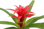 Bromeliad Red or Orange -4'' from California Tropicals