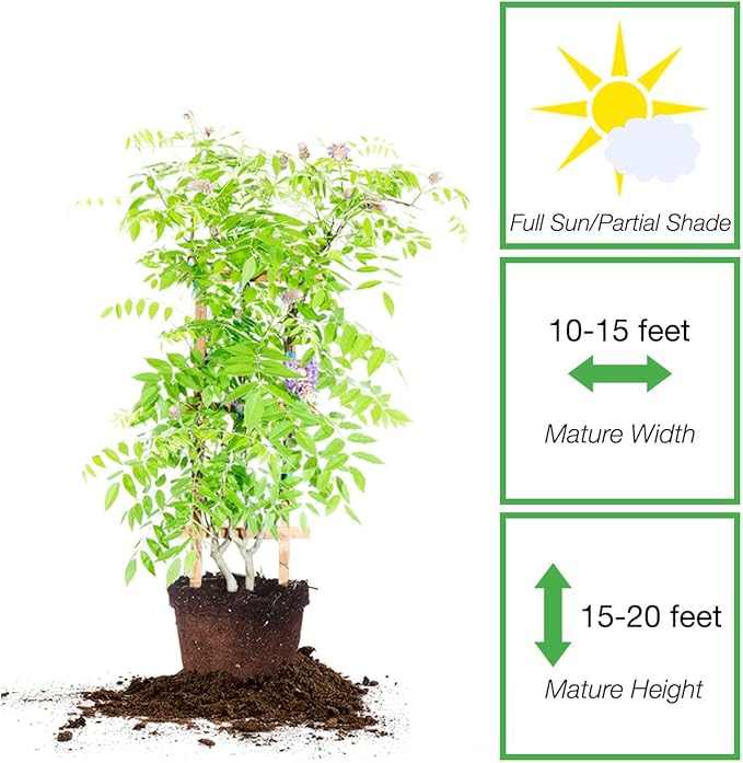 Perfect Plants Amethyst Falls Wisteria Vine 3 Gallon | Live Shrub for Outdoor Planting | Fast Growing Vines for Trellis or Fence | Beautiful Purple Flowers During Spring & Summer