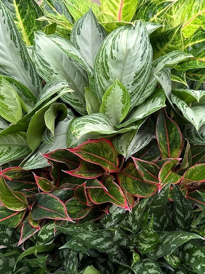 RedCrocus Chinese Evergreen Aglaonema- Indoor House Plant, Low Light, Air Purifying, Durable Foliage, Assorted Varieties for Home & Office Decor 6" Pot