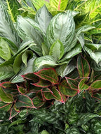 RedCrocus Chinese Evergreen Aglaonema- Indoor House Plant, Low Light, Air Purifying, Durable Foliage, Assorted Varieties for Home & Office Decor 6" Pot