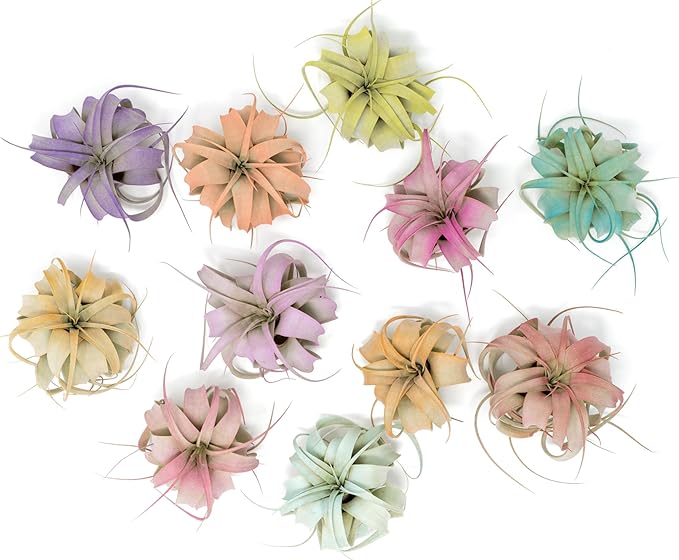 Tangerine Colorful Tillandsia Air Plants - Long Lasting Color Enhanced Live Tillandsia Succulent House Plants - Home and Garden Decor - Easy Care Indoor/Outdoor Plants (Mini Xerographica, Pack of 3)