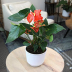 Orange Anthurium Live Plant Decor (Approx. 11-14" Tall), Real Flowers/House Plants in 4" White Pot, Floral Air Purifying Houseplants, Cool & Unique Gifts by Plants for Pets
