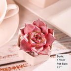Echeveria Agavoides Romeo Rare Live Succulent Plants, Red 1 Head 2.7" Live Plant, Bare root without Pot Soil, Garden Indoor Office Desk, Wedding Party Baby Shower Decoration, Friend Plant Lovers Gifts