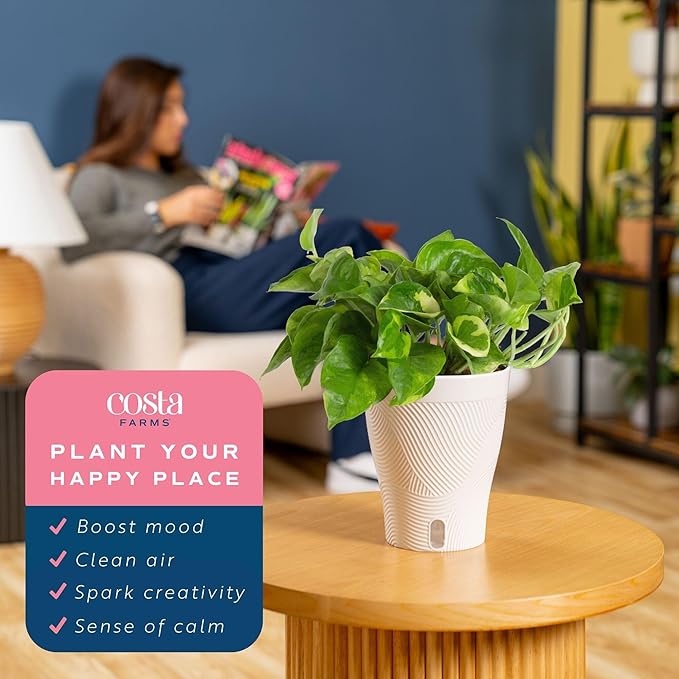 Costa Farms Lemon Meringue Pothos Live Plant in Self Watering Pot, Indoor Houseplant, Perfect for Home, Room, or Office Decor, Great House Warming or Birthday Gift, 10-12 Inches Tall