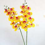 Htmeing 38 Inch Artificial Phalaenopsis Flowers Branches Real Touch (Not Silk) Orchids Flowers for Home Office Wedding Decoration,Pack of 2 (P-Stripe)