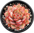 2" Live Succulent Echeveria Linde Anna, Fully Rooted Potted Plant, Easy Care & Drought Tolerant, Indoor Houseplant for Home Décor