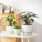 vancasso 3-Pack Ceramic Plant Pots, 3.7/4.8/6.2 Inch Indoor Planters with Saucers & Drainage Hole Planter pots for Indoor Plants and Flower, White