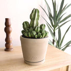 Altman Plants Euphorbia anoplia Live Plant Decor, Exotic Plants, Cacti Plants Live Succulents Plants Live Plants Indoor Plants Live Houseplants, Live Indoor House Plants Real Plants Indoor Live Plants