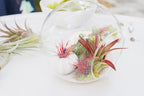 Air Plant Shop XL Tillandsia Caput Medusae Air Plants - Live Tillandsia - Easy Care Indoor and Outdoor House Plants (Pack of 1)