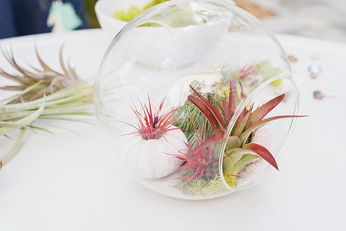 Air Plant Shop 3 Pack XL Tillandsia Caput Medusae Air Plant - Live Tillandsia - Easy Care Indoor and Outdoor House Plants (Pack of 3)