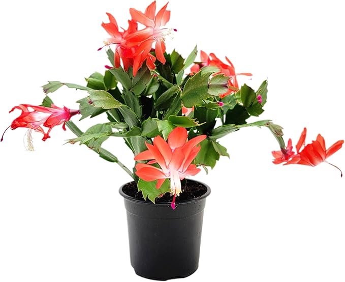 Thanksgiving Cactus,Coral Seasonal Blooms, Live Indoor Plant, Flowering Houseplant, Christmas Cactus, 4-Inch Pot, Holiday Decor, Pet Safe, Free Heat Pack
