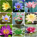 35pcs Bowl Lotus Seeds for Planting, Dwarf Water Lotus Flower Seeds, Aquatic Plant for Indoor Outdoor Pots, Unique Gardening Gift