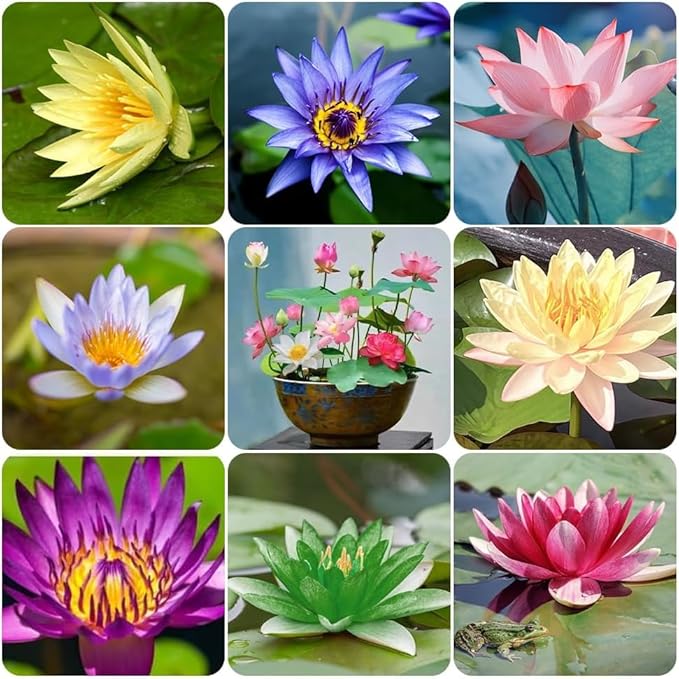 35pcs Bowl Lotus Seeds for Planting, Dwarf Water Lotus Flower Seeds, Aquatic Plant for Indoor Outdoor Pots, Unique Gardening Gift
