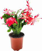 Thanksgiving Cactus, Live Indoor Plant, Flowering Houseplant, Christmas Cactus, Red Seasonal Blooms, 4-Inch Pot, Pet Safe Holiday Decor, Free Heat Pack