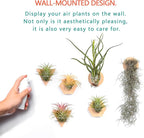 MITIME Air Plants Holders-Real Wood Live Air Plant Holders.Rustic Air Plant Stand,Wall-mounted to save space.(Plants not included)(Mix Set of 6)