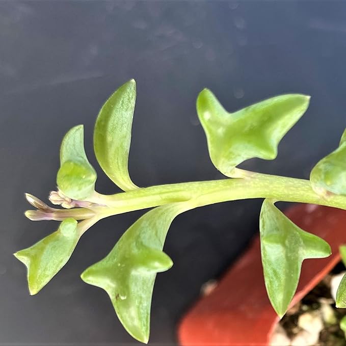 Sprout N Green String of Dolphins, Live Succulent Plant Fully Rooted in 4" Pot with Soil, Trailing Houseplant for Home Office Wedding Hanging Decor DIY Projects Party Favor, Keep Away from Pets