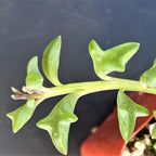 Sprout N Green String of Dolphins, Live Succulent Plant Fully Rooted in 4" Pot with Soil, Trailing Houseplant for Home Office Wedding Hanging Decor DIY Projects Party Favor, Keep Away from Pets