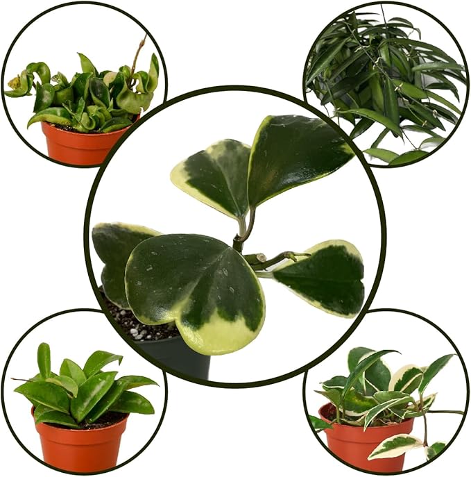 Hoya Plants 4 Live Houseplants in 4" Pots - Variety Assortment 4 Pack Hoya Plants - Pet Friendly Plants - Air Purifying Plants - CA Seller (Pack of 4 Hoya Plants)