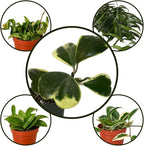 Hoya Plants 4 Live Houseplants in 4" Pots - Variety Assortment 4 Pack Hoya Plants - Pet Friendly Plants - Air Purifying Plants - CA Seller (Pack of 4 Hoya Plants)