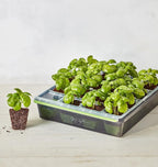 Burpee SuperSeed Seed Starting Tray | 16 XL Cell | Reusable & Dishwasher Safe | for Starting Vegetable Seeds, Flower Seeds & Herb Seeds | Indoor Grow Kit for Deep-Rooted Seedlings, Green