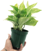 Live Pothos Plant - Epipremnum aureus ‘Marble Queen Pothos’ - ragnaroc Tropical Plant 5-8” Tall - 1ct Live Arrival Guaranteed - Low Maintenance House Plants for Home Decor & Gift