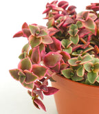 Shop Succulents Calico Kitten Hanging Succulent, Crassula Pellucida Variegata, Fully Rooted Live 6" Succulent Plant, Low Maintenance Indoor Plant, Trailing Succulents, Gift & Garden
